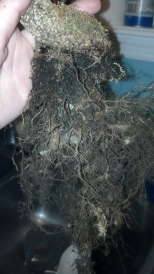 ficus roots 2.jpg