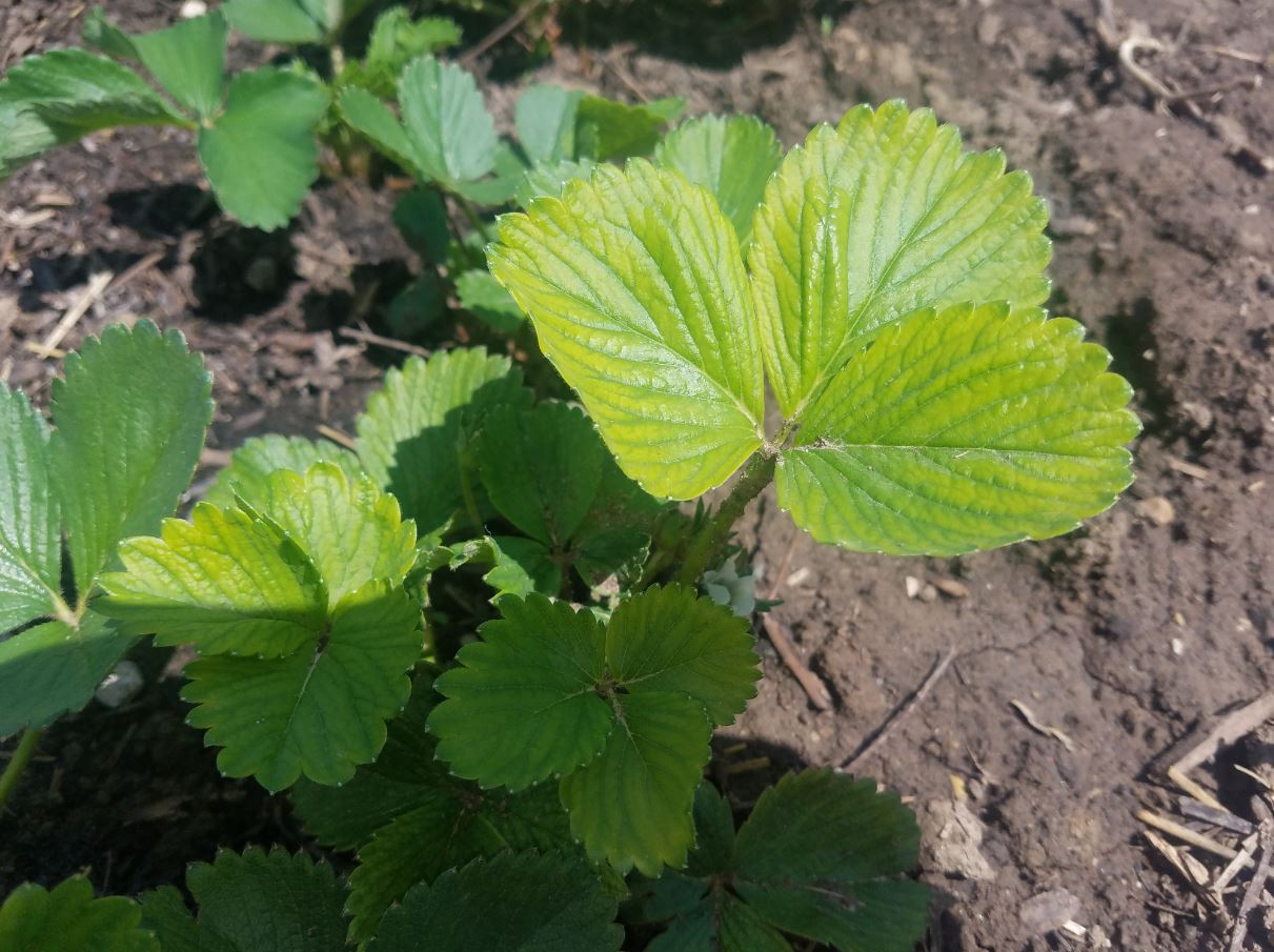 Strawberry Plant Yellow Leaves Green Veins Solution Helpfulgardener Com