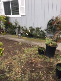 Picket fence bordering front yard and driveway