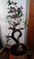 This is my bougainvillea in training pot.  This is what it looks like after the second bonsai consultation.  Parts that I wanted to grow out did not and parts I planned to cut off grew out.  The master reoriented the plant and cut off one of the branches.  That branch was stuck in a pot to develop roots.  Then I will have a second bougainvillea to train.  I now have to try to grow more of the leaves out and some of the larger limbs have to be cut back but hopefully it will sprout in the right places.  I put it in my entry so it gets more light than under the tree.  I just have to remember to water it every day. I took a before picture but it did not translate well.
