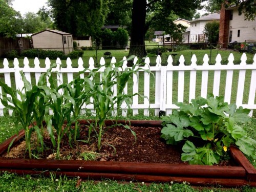 corn and squash 5-28.jpg