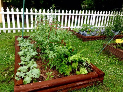 tomatoes and kale 5-28.jpg