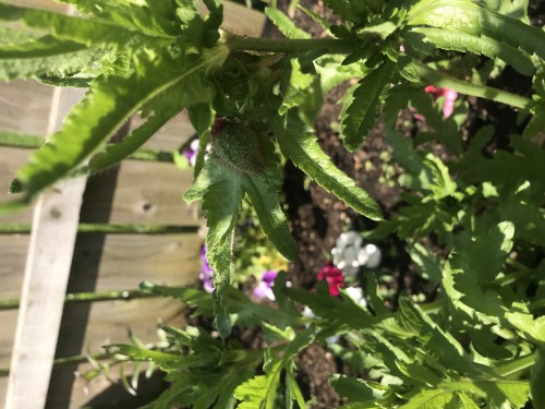 I need help to ID this variety of flower, may even be a weed