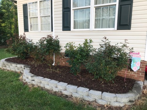 This is the rosebed after a short shower about 2 weeks ago. You can see some of the leaves yellowing &amp; beginning to fall. The only one still fine is the far left bush.