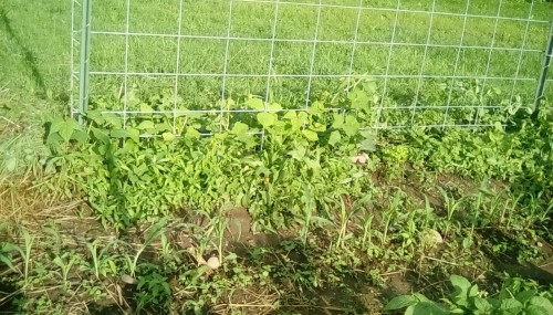Rattlesnake String Beans and 2 Luffa Gourd vines, during one evening a few days ago.