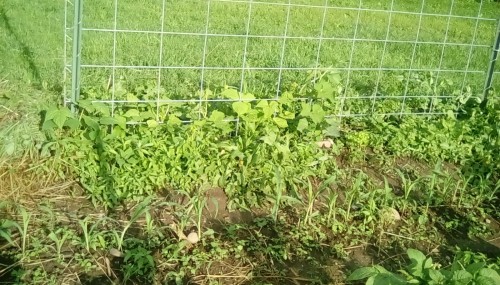 Rattlesnake String Beans and 2 Luffa Gourd vines, during one evening a few days ago.