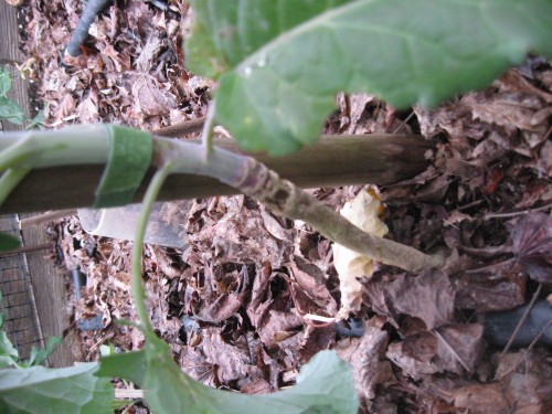 Broccoli stem.JPG