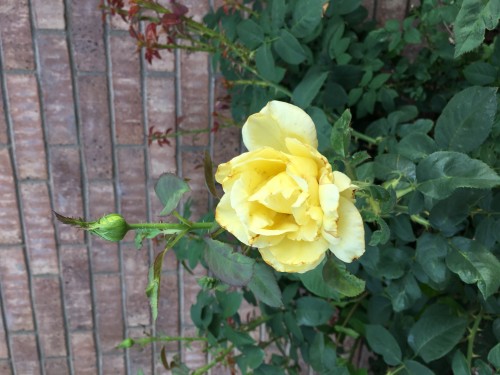 Yellow rose.JPG