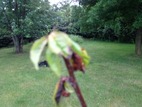 Some healthy leaves