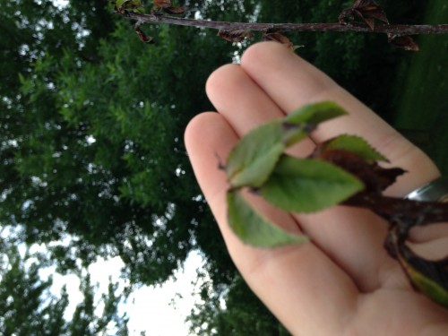 Leaves over hand