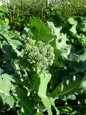 Broccoli
