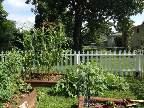 corn & squash late June.jpg