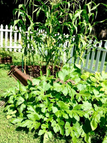 corn and squash.jpg