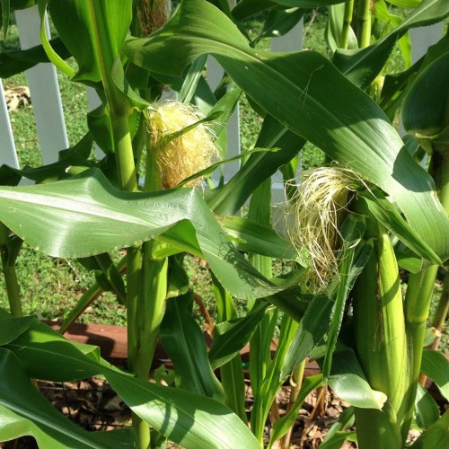 corn ears.jpg