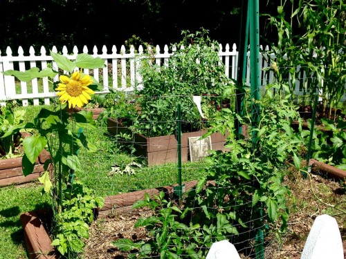 garden view late June.jpg