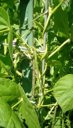 Rattlesnake String Beans