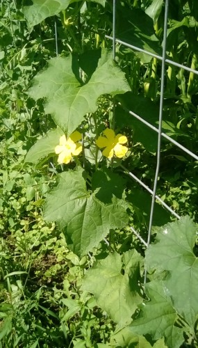 Luffa Gourd flowers