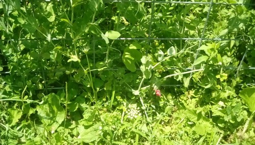 Part of trellis, with pink Snapdragon in bloom.