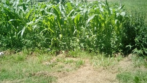 Country Gentleman corn with an abundance of Lady's Thumb (a weed) underneath
