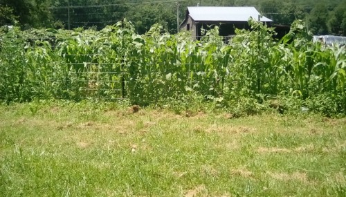 My 2 rows at the end of the garden.