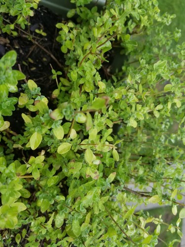 marjoram.jpg