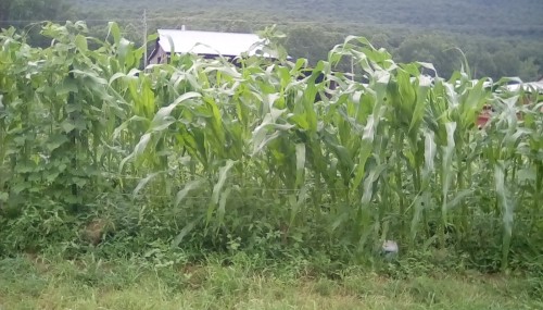 Tied and propped the corn back up again.