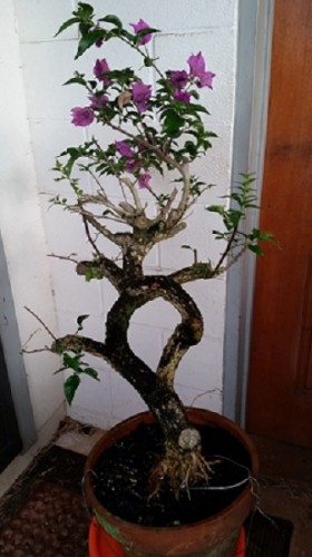 My bougainvillea after second bonsai master consultation from Pearl City bonsai club