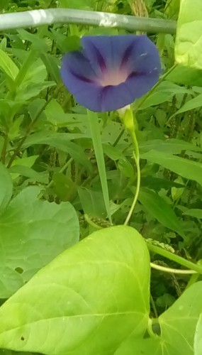 Morning Glory (vigorous climbing weed)