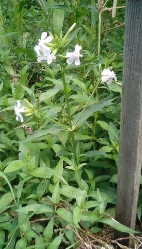 Bouncing Betty/Soapwart (Saponara officinalis)