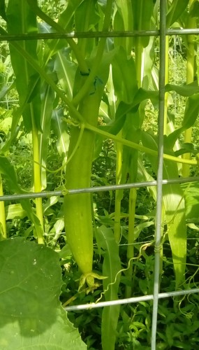 My first Luffa Gourd, 9 1/4&quot; long