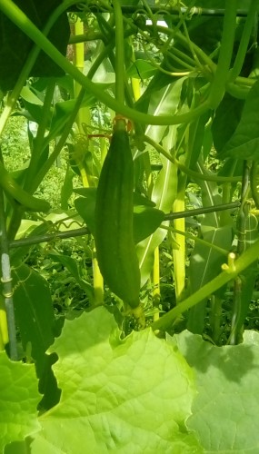 Shorter luffa gourd.jpg