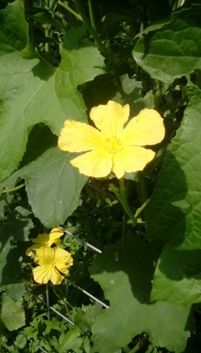 More male luffa gourd flowers