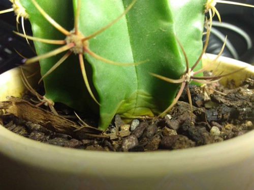 Yellow rim along cactus bottom. It extends around the entire circumference of the cactus.