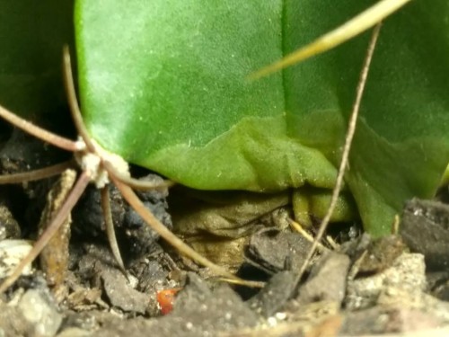 Close up of discolored area. Note browny area beneath soil surface (could be stem?)