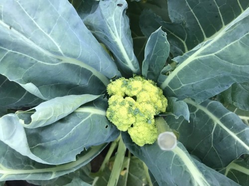 Sprouting Broccoli.jpg