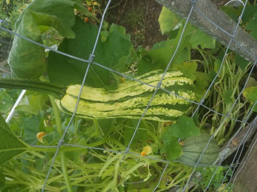 Unknown gourd or squash