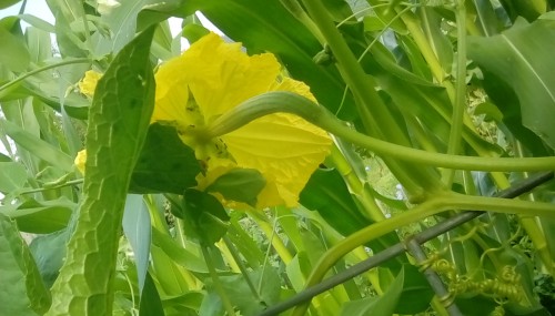 Back of female Luffa Gourd flower, about 2 weeks ago