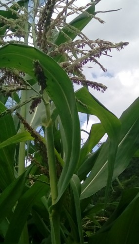 Tassel of The Country Gentleman Corn