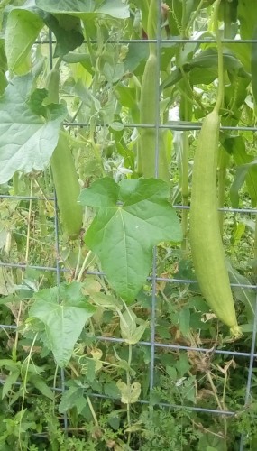 3 Luffa Gourds