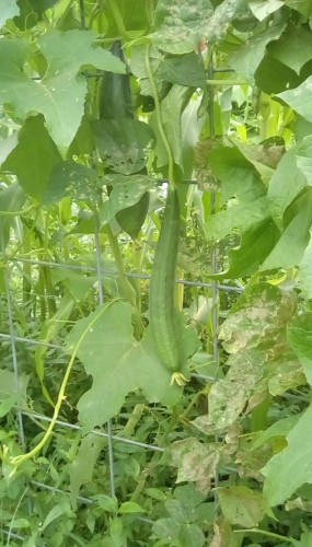 Luffa Gourds