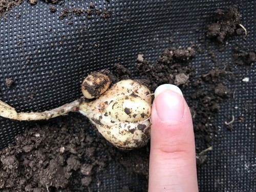 small garlic bulb.jpg