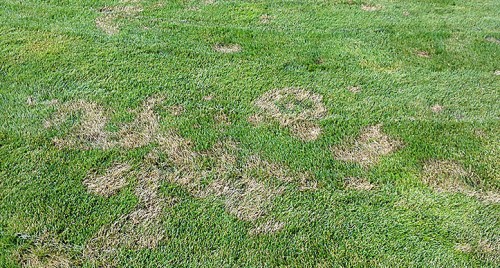 lawn_ants.jpg