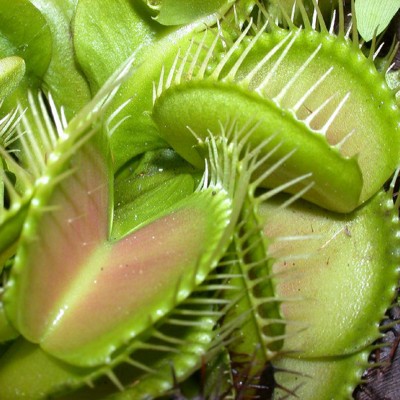 VenusFlytrap23.jpg
