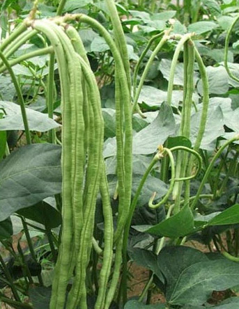 yard-long-bean.jpg