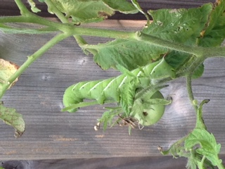 2018-08-19-hornworm.JPG