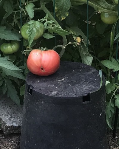 big tomato #2