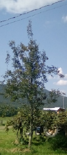 Partly pruned pear tree near electricity line.