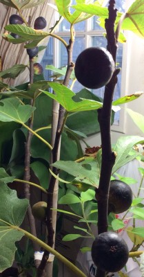 Remaining figs slowly ripening on the tree