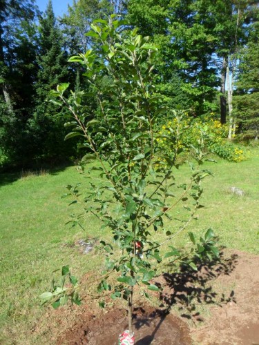 apple tree.JPG