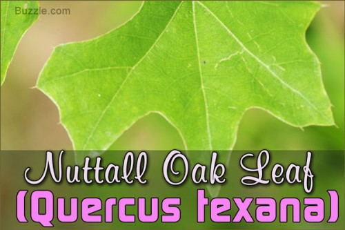 600-149071882-nuttall-oak-leaf.jpg